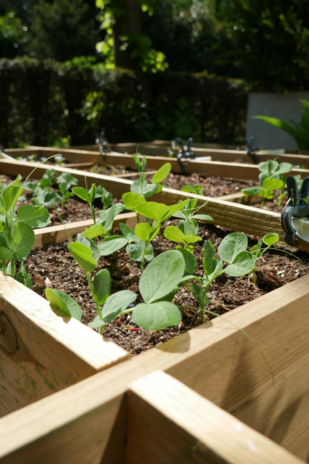 Build Raised Garden Beds On a Budget