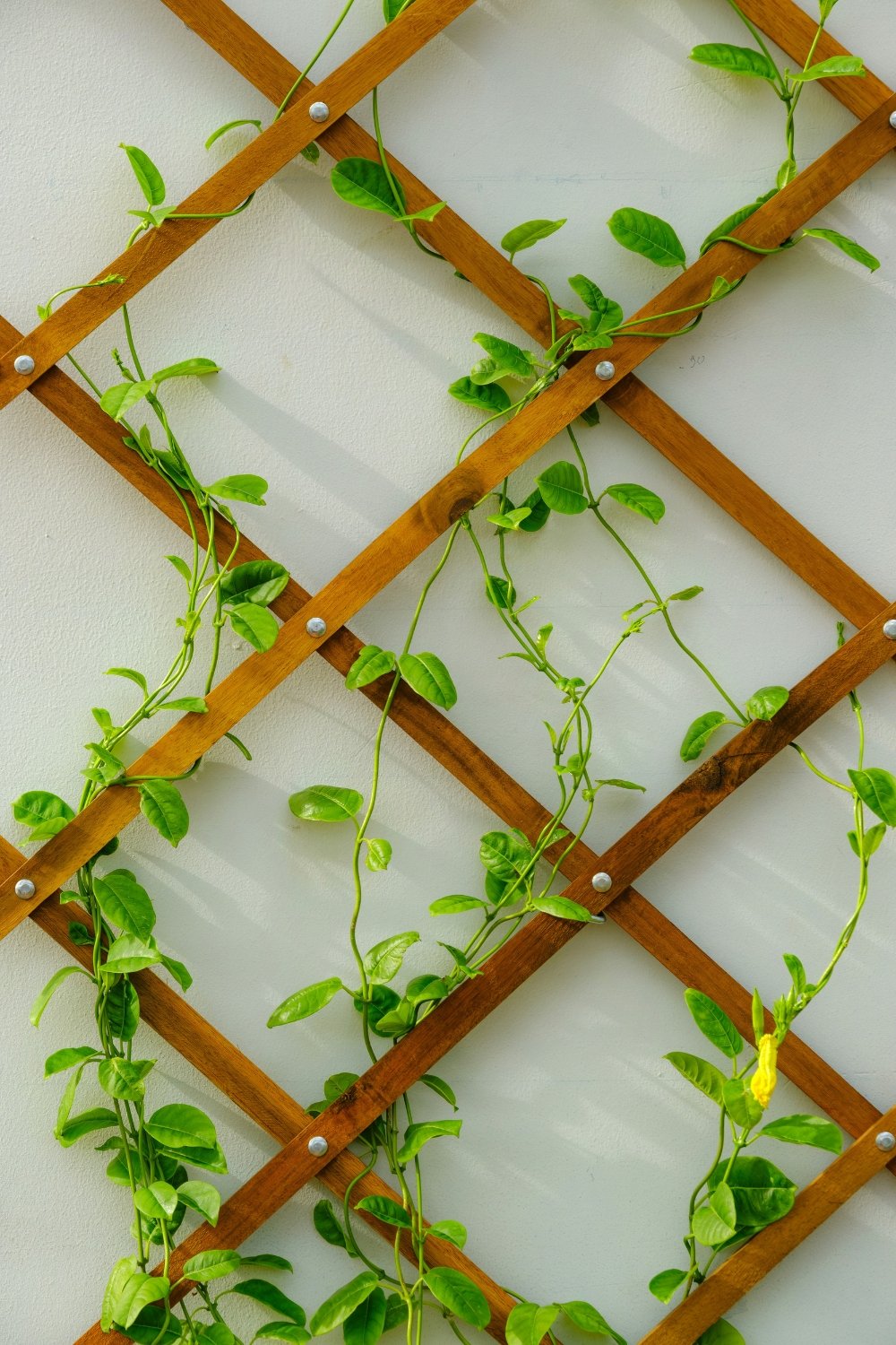 Trellis Ideas I’d Actually Build Again This Year