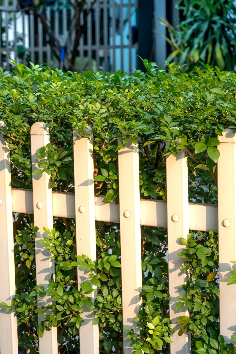Cheap Fence Ideas That Are Budget Friendly and Easy to Build