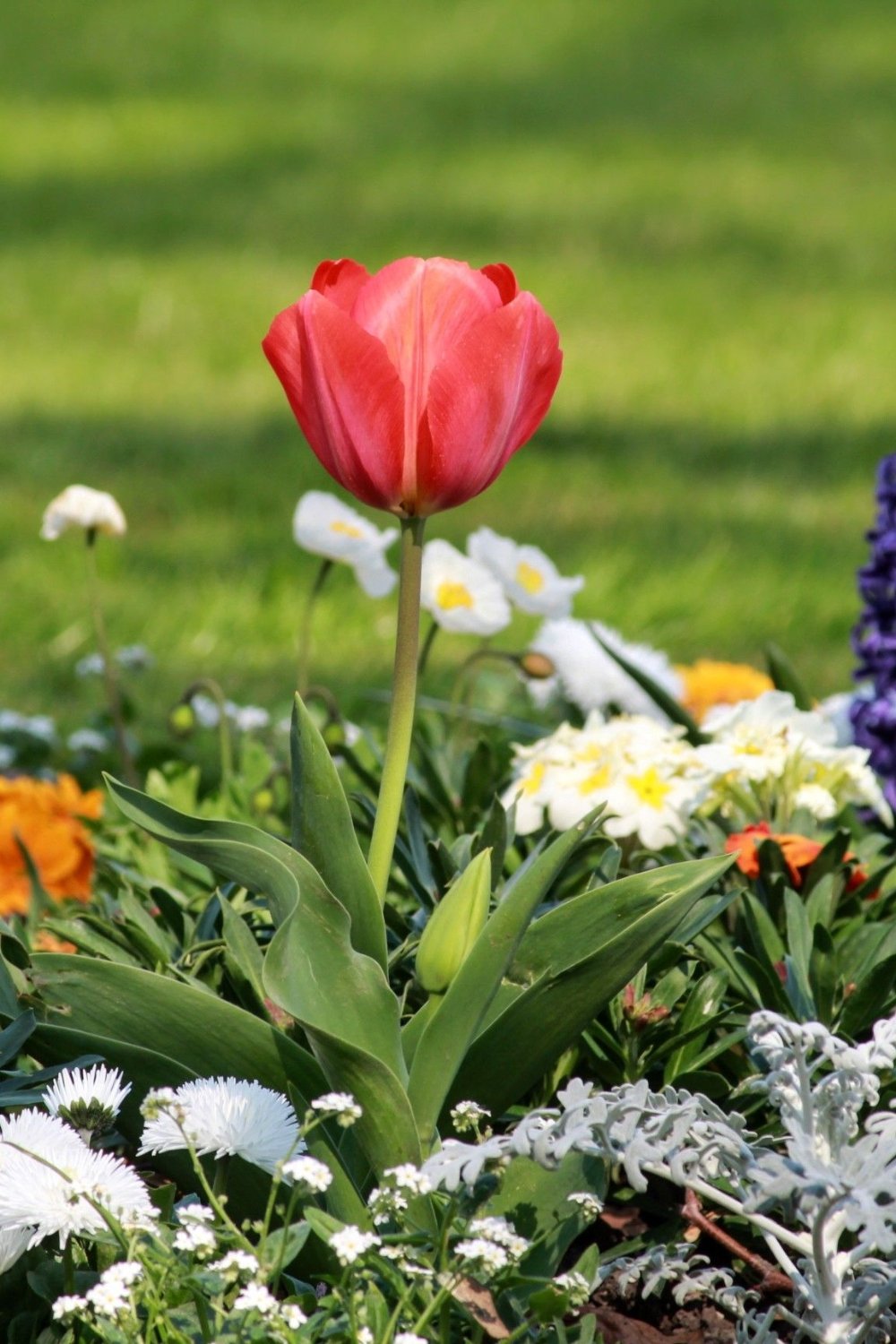 How To Make Your Flower Beds in Front of the House Beautiful